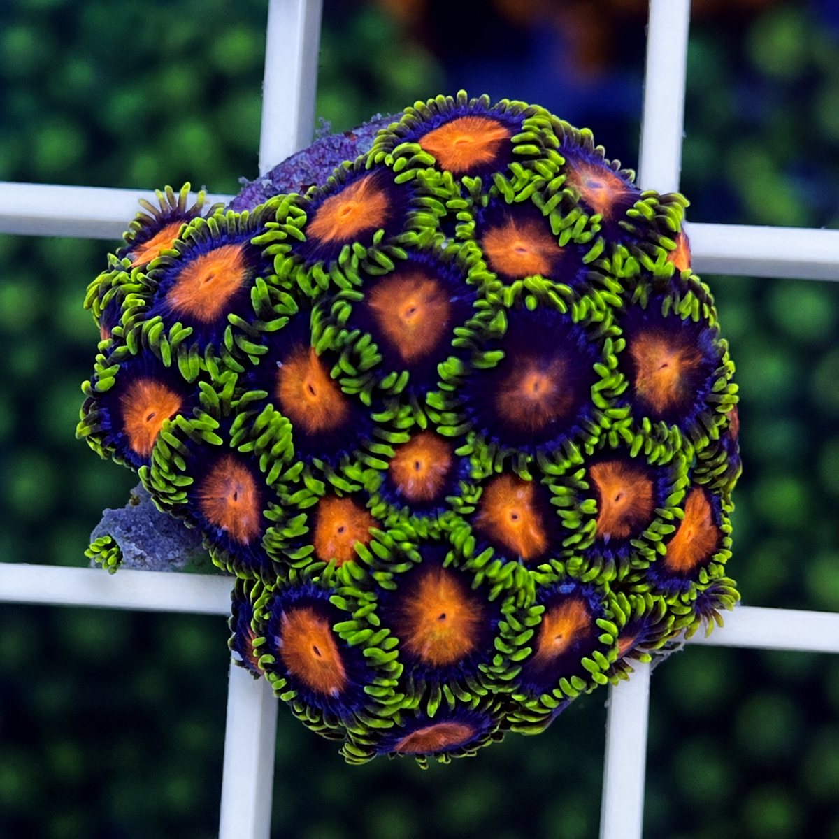 Dragon Eye Zoas - WYSIWYG coral at Lazy's Coral House.