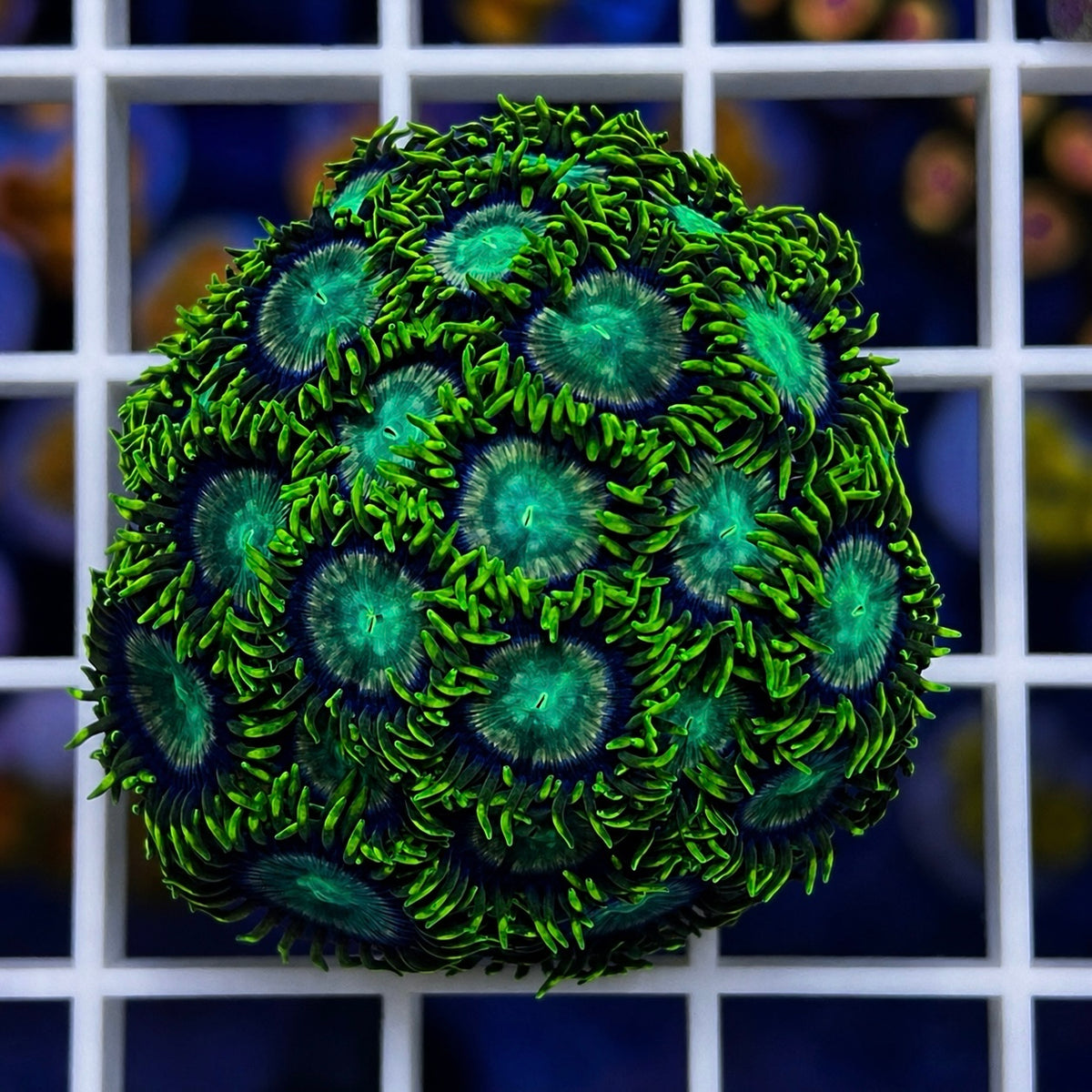 Dragon Eye Zoas - WYSIWYG coral at Lazy's Coral House.