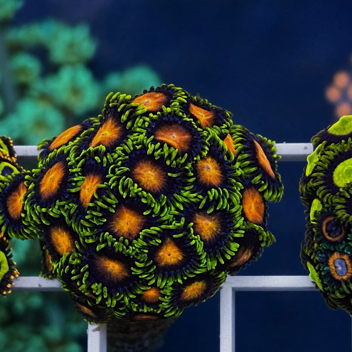 Dragon Eye Zoas - WYSIWYG coral at Lazy's Coral House.
