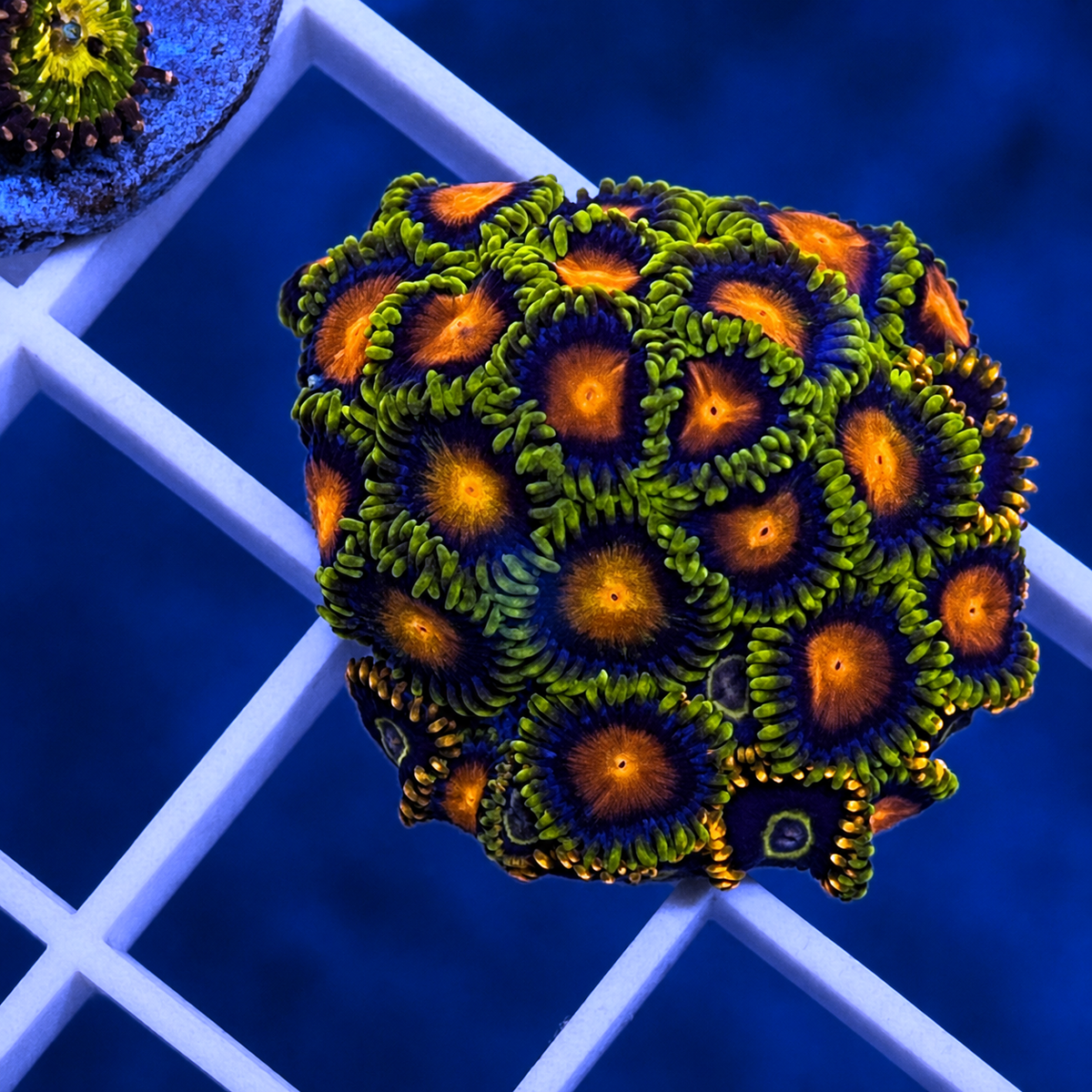 Dragon Eye Zoas - WYSIWYG coral at Lazy's Coral House.