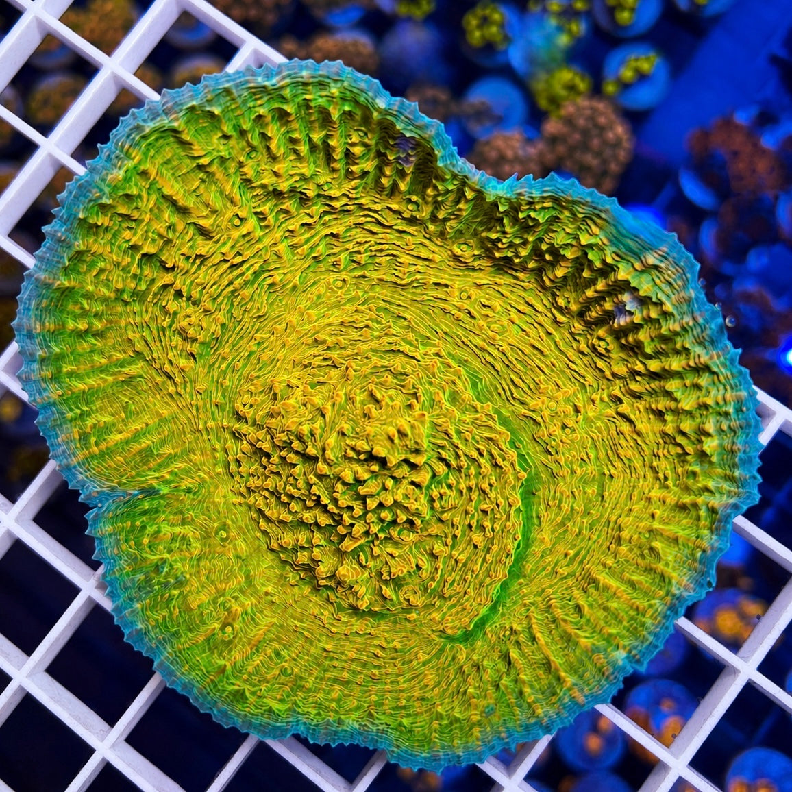 Dragon Fruit Chalice - WYSIWYG - Full Colony! coral at Lazy's Coral House.