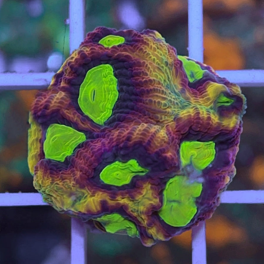 Dragon Soul Favia coral at Lazy's Coral House