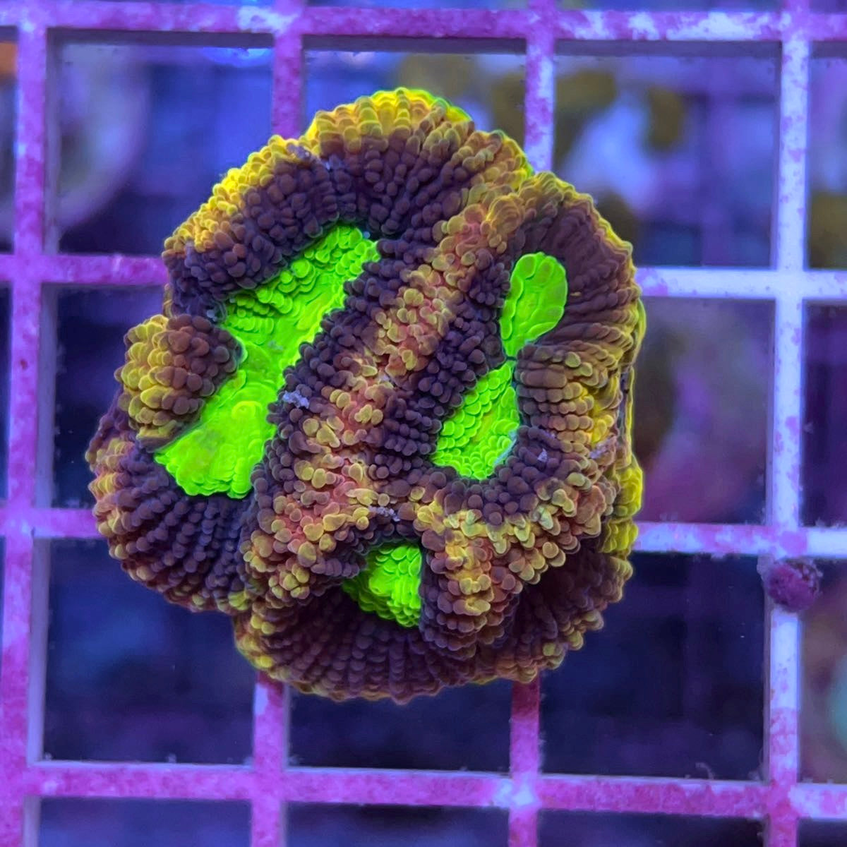 Dragon Soul Favia coral at Lazy's Coral House