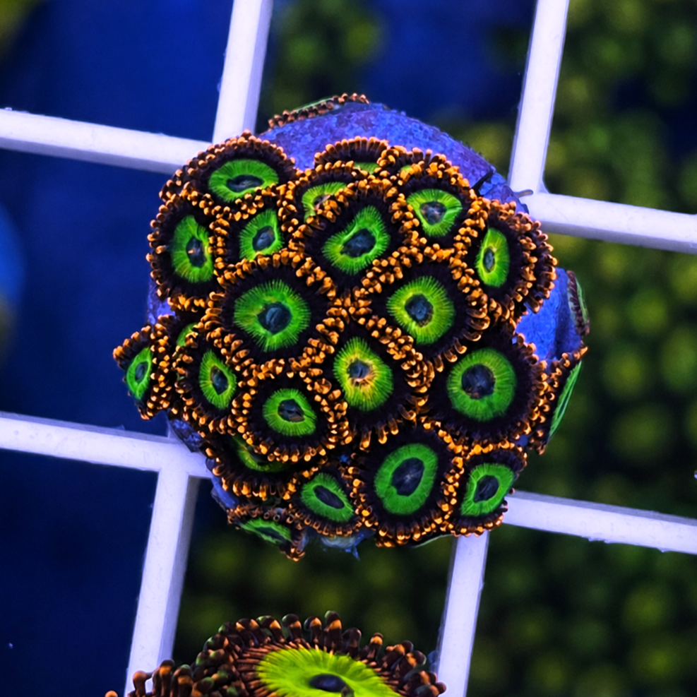 Emerald on Fire Zoas - WYSIWYG coral at Lazy's Coral House.