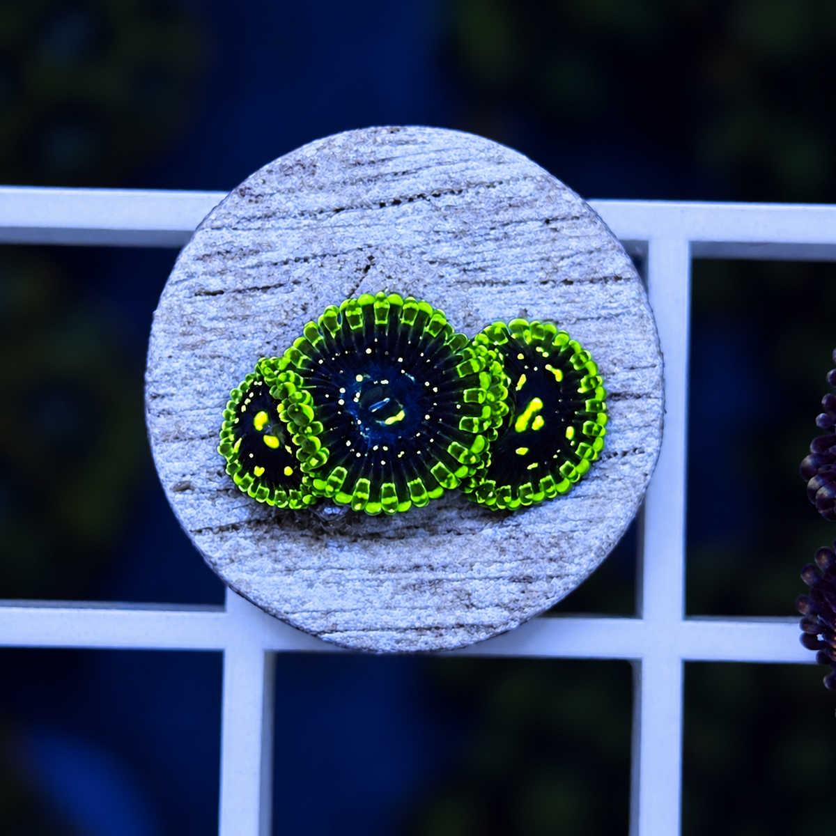 Exosphere Zoas - WYSIWYG coral at Lazy's Coral House