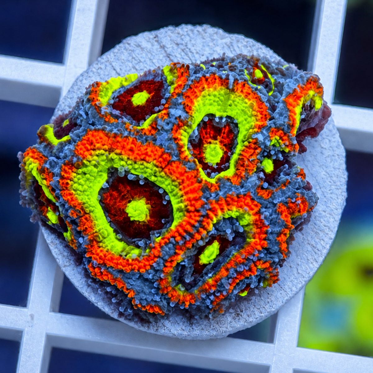 F2M Holygrail Micromussa coral at Lazy's Coral House