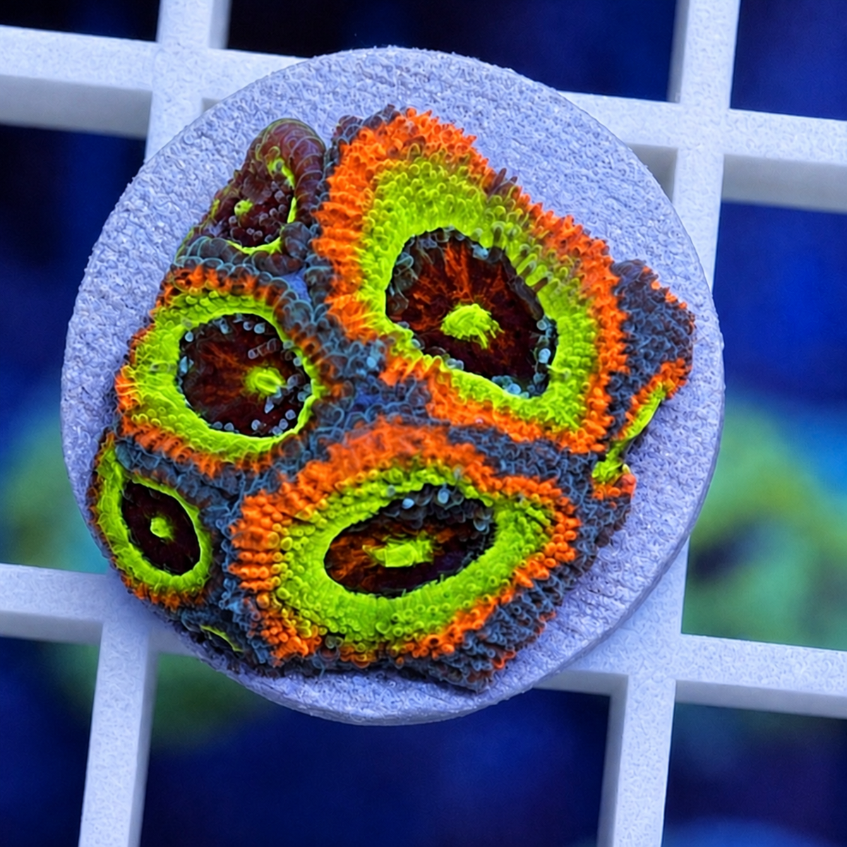 F2M Holygrail Micromussa - WYSIWYG coral at Lazy's Coral House