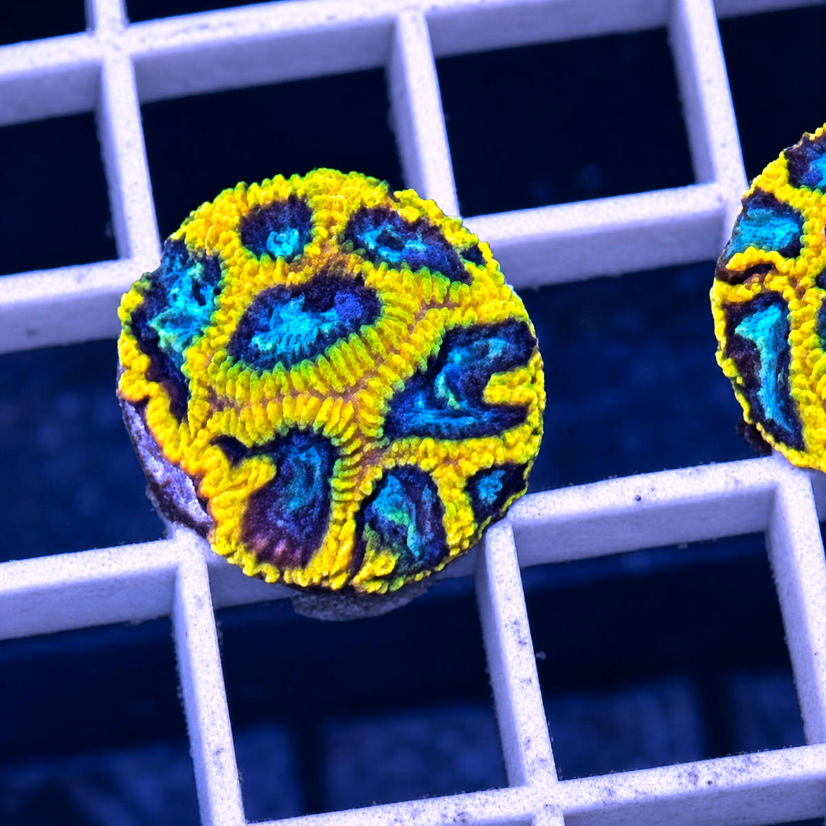 Favia of the Gods - WYSIWYG coral at Lazy's Coral House.