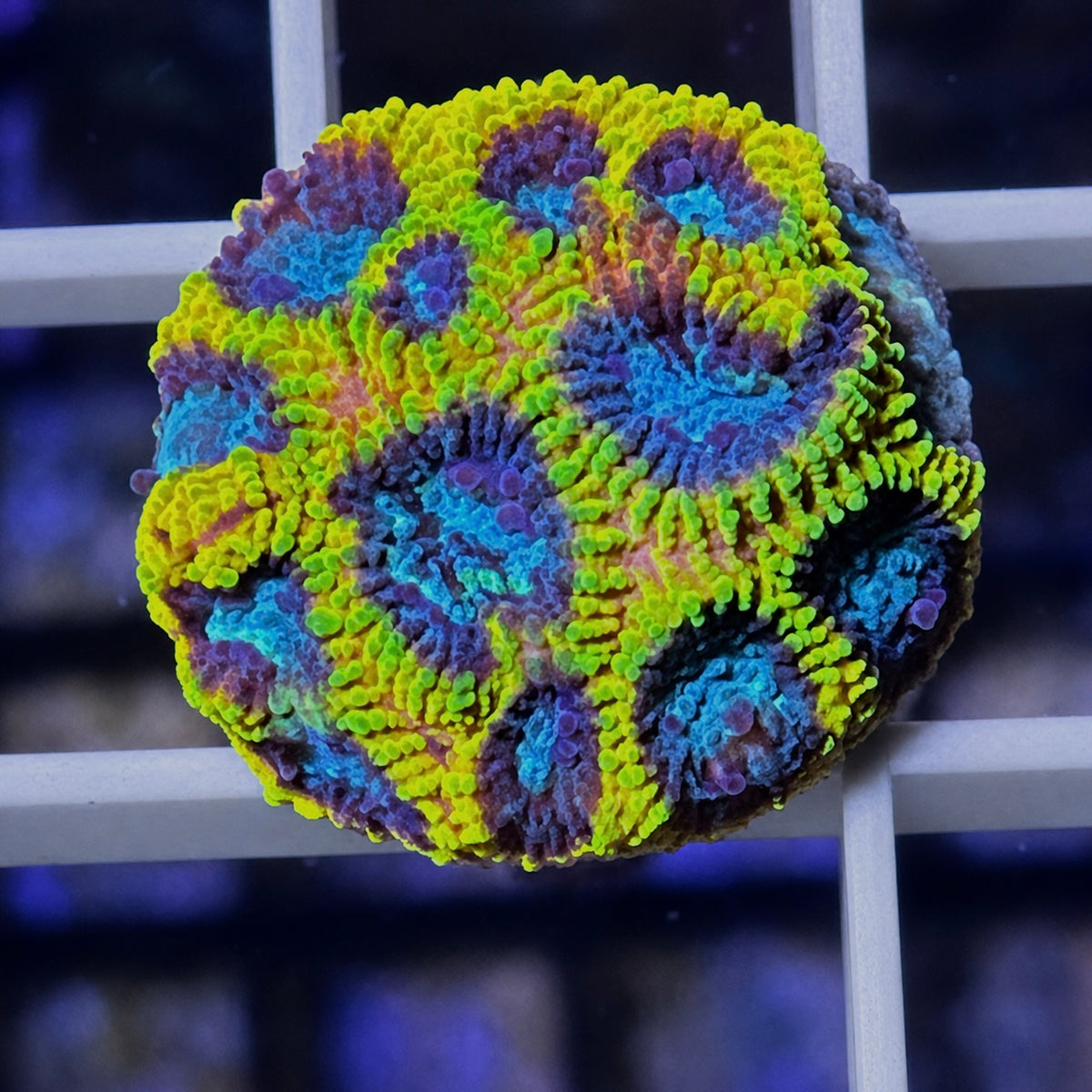 Favia of the Gods - WYSIWYG coral at Lazy's Coral House.