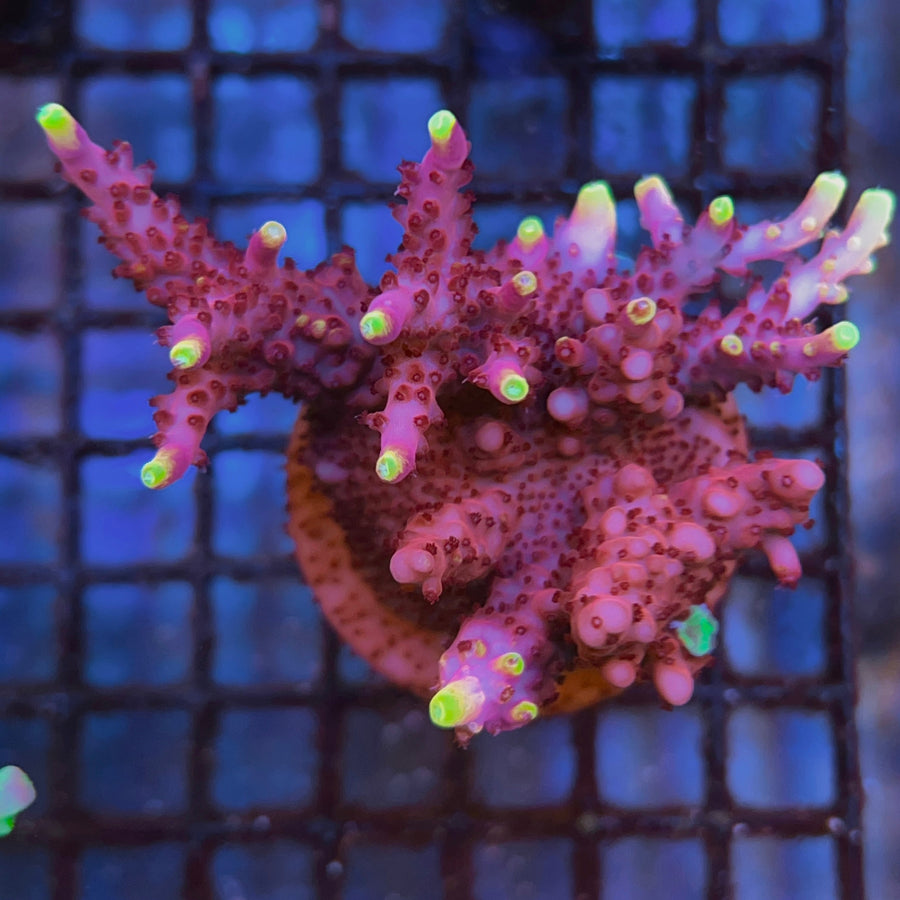 Fox Flame Acropora coral at Lazy's Coral House
