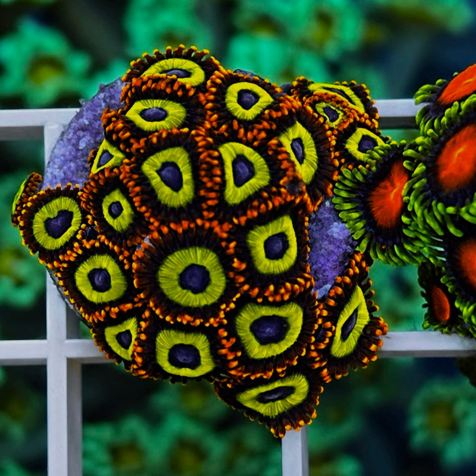 Fruit Loops Zoas - WYSIWYG coral at Lazy's Coral House.