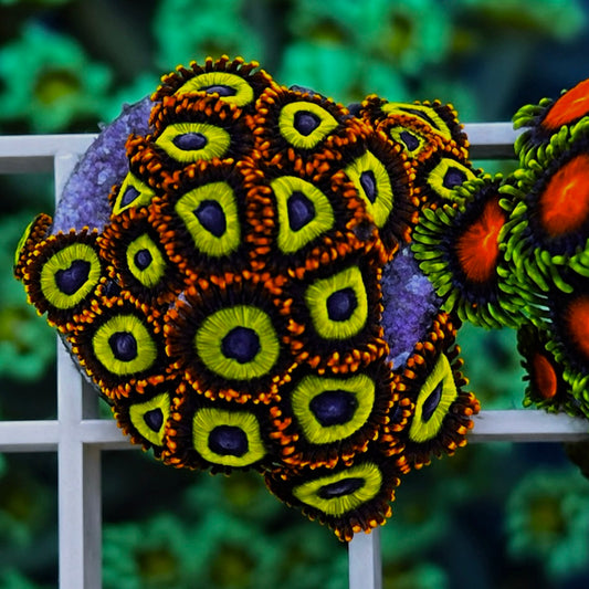Fruit Loops Zoas - WYSIWYG coral at Lazy's Coral House.