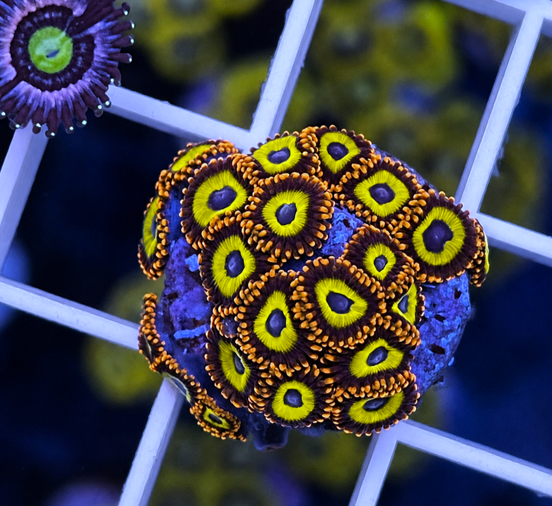 Fruit Loops Zoas - WYSIWYG coral at Lazy's Coral House.