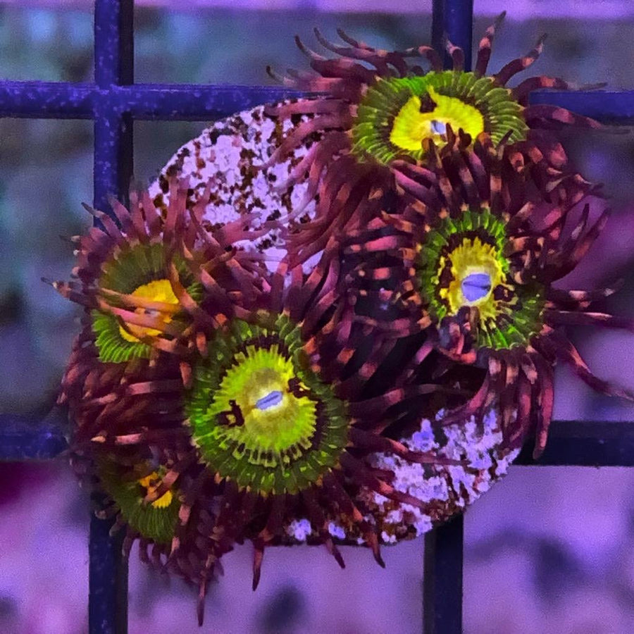 GB Butt Kissers Zoas coral at Lazy's Coral House