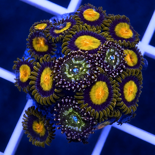 GB Butt Kissers Zoas - Tutti Frutti Mix - WYSIWYG coral at Lazy's Coral House.