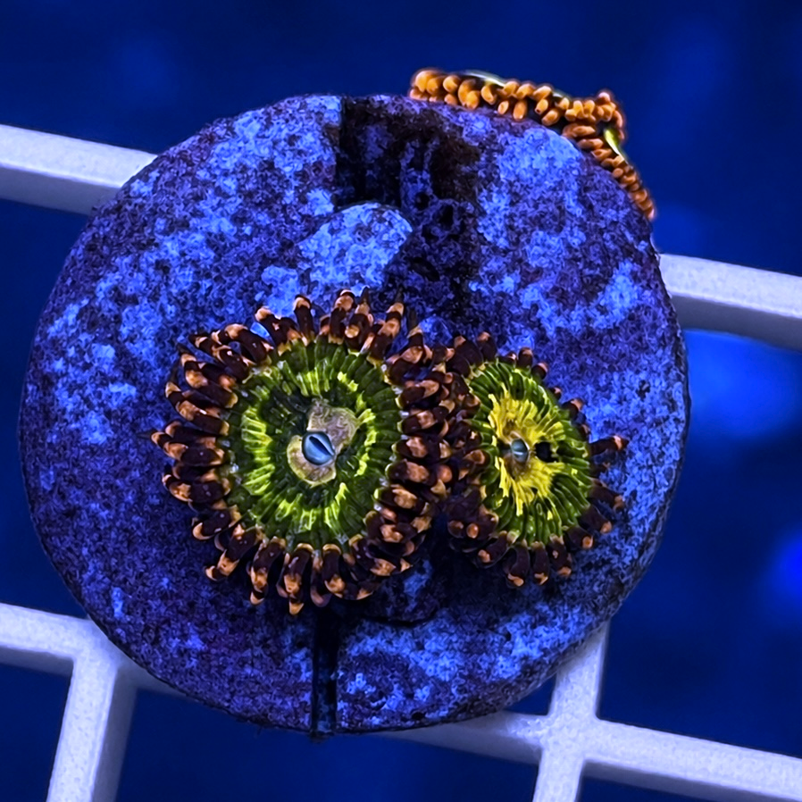 GB Butt Kissers Zoas - WYSIWYG coral at Lazy's Coral House.