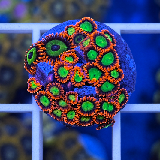 Goblins on Fire Zoas - WYSIWYG coral at Lazy's Coral House.