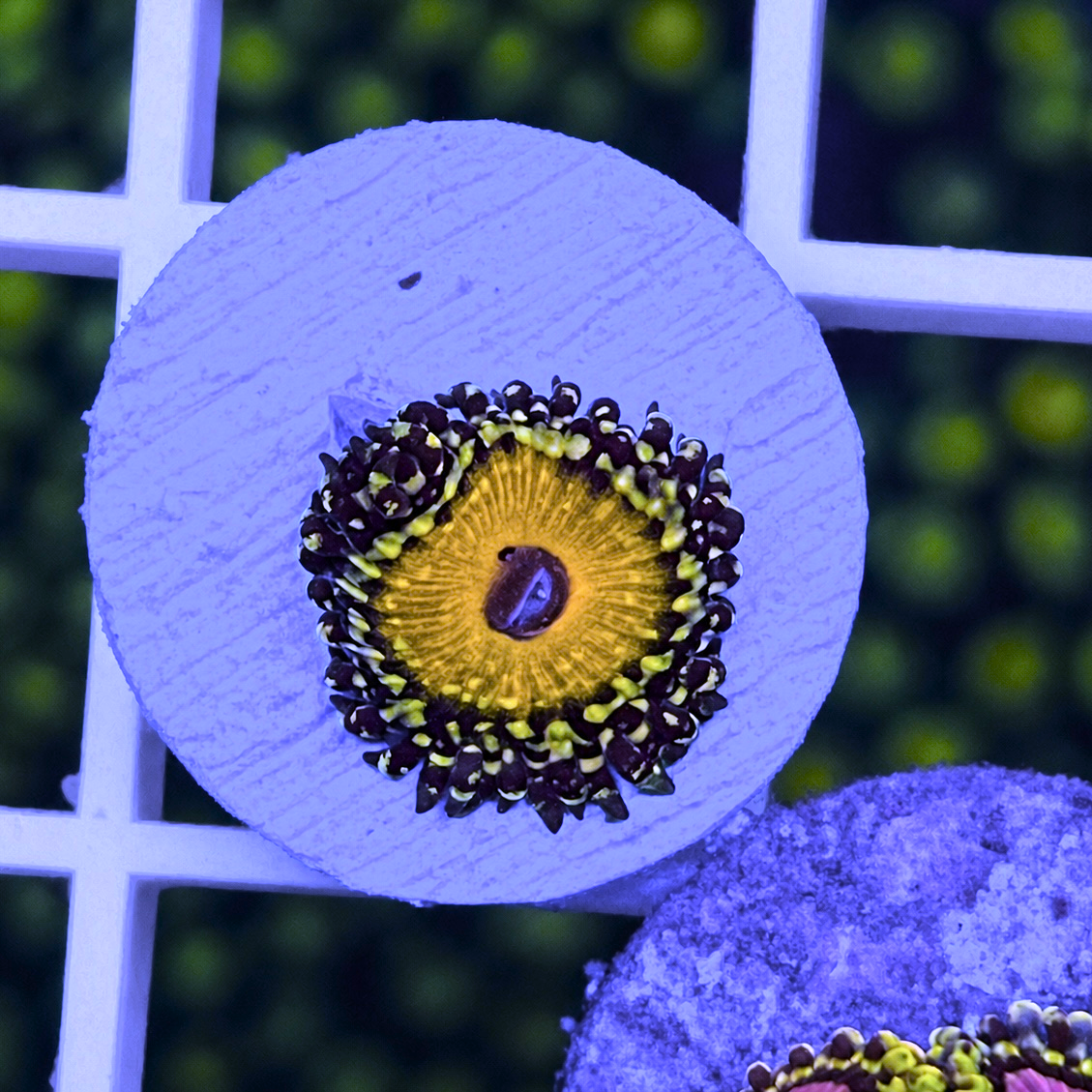 God Beast Zoas - WYSIWYG coral at Lazy's Coral House.