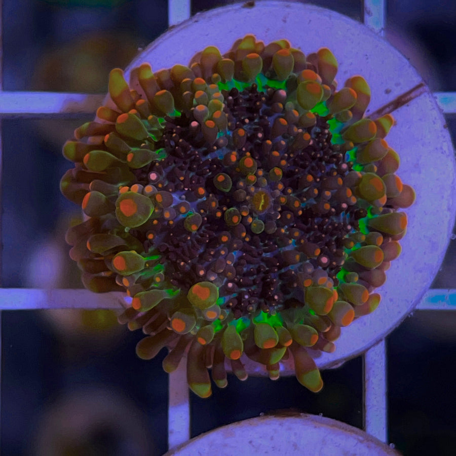 Godzilla Bounce Mushroom coral at Lazy's Coral House
