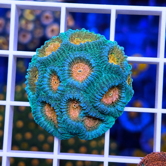 Gold Rush Favia - WYSIWYG coral at Lazy's Coral House.