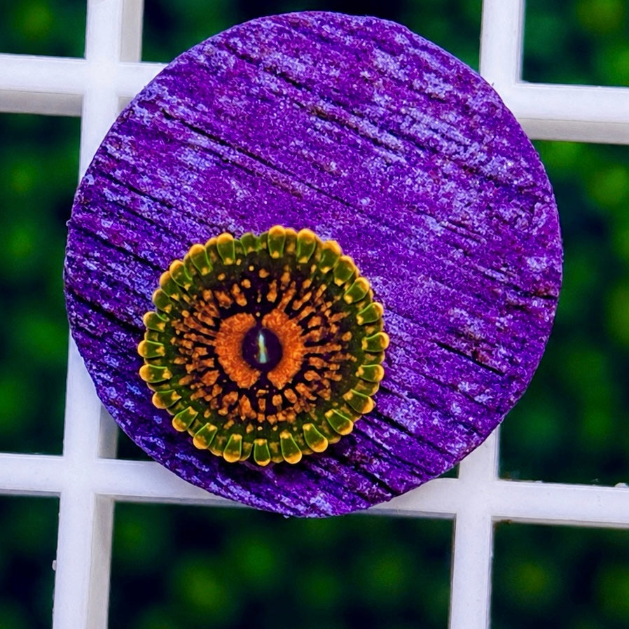 Grand Master Krakatoa Zoas - WYSIWYG coral at Lazy's Coral House.