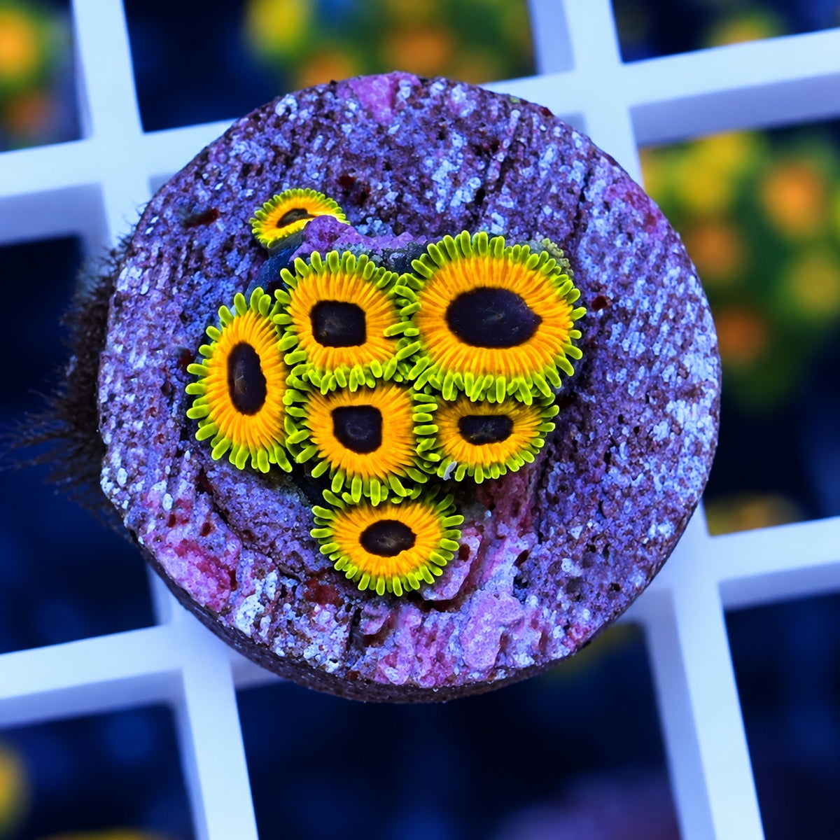Great Owl Zoas - WYSIWYG coral at Lazy's Coral House