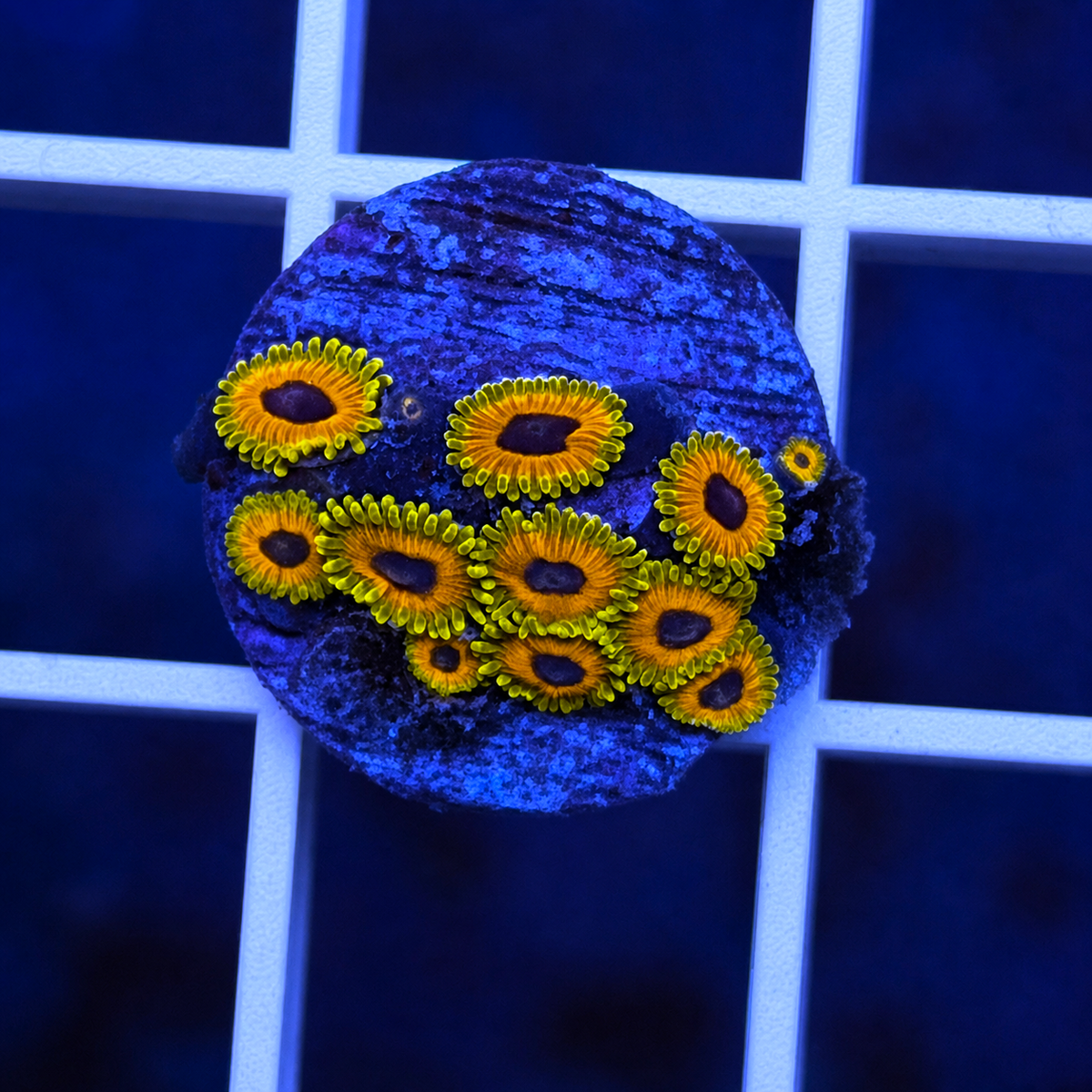 Great Owl Zoas - WYSIWYG coral at Lazy's Coral House.