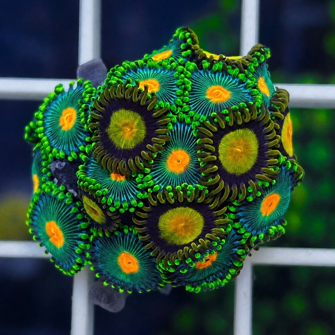 Green Bay Packers Zoas - WYSIWYG coral at Lazy's Coral House.