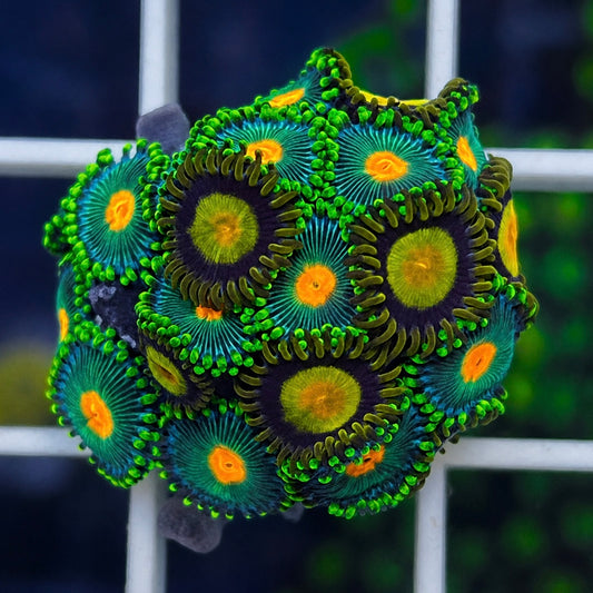 Green Bay Packers Zoas - WYSIWYG coral at Lazy's Coral House.