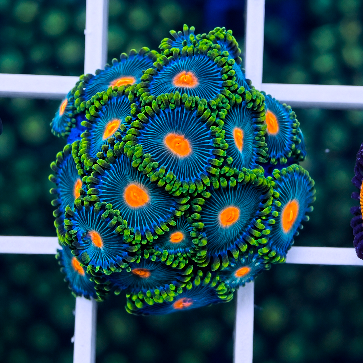 Green Bay Packers Zoas - WYSIWYG coral at Lazy's Coral House.