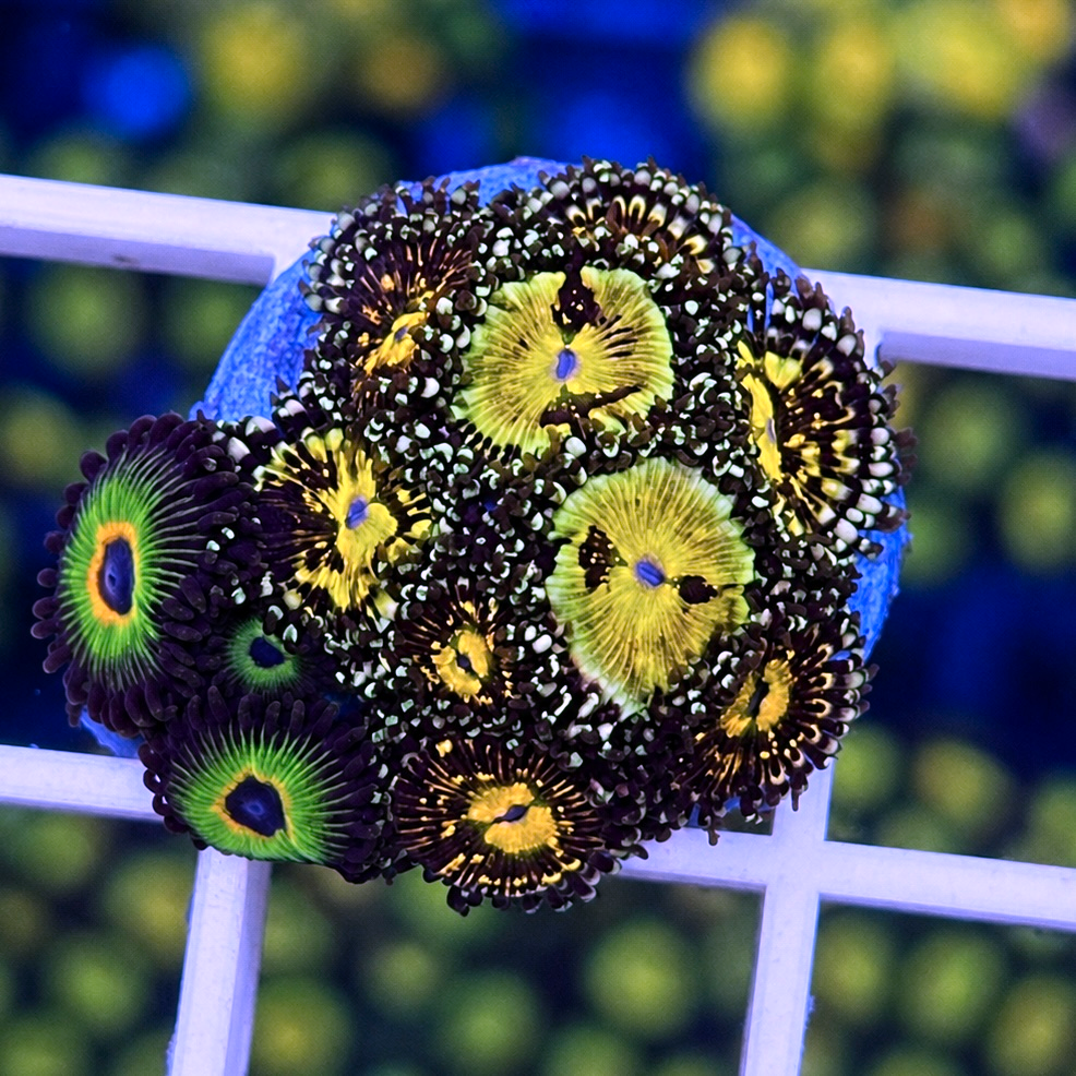 Grim Reaper Zoas - WYSIWYG coral at Lazy's Coral House.