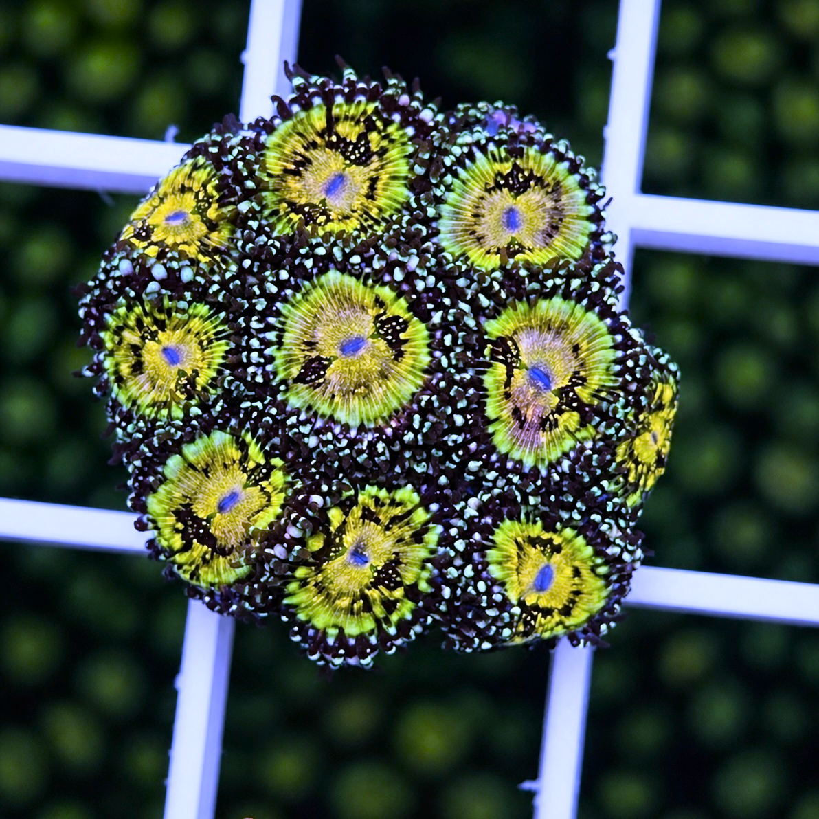 Grim Reaper Zoas - WYSIWYG coral at Lazy's Coral House.