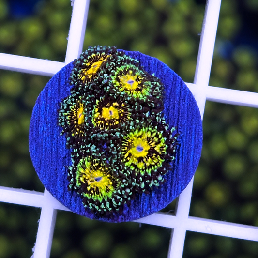 Grim Reaper Zoas - WYSIWYG coral at Lazy's Coral House.