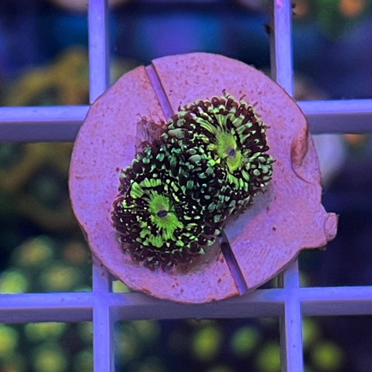 Grimm Reaper Zoas coral at Lazy's Coral House