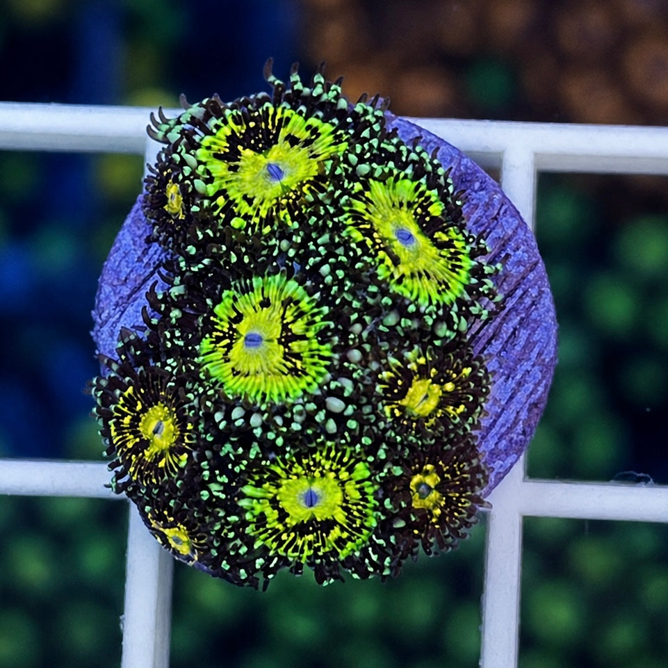Grimm Reaper Zoas coral at Lazy's Coral House.