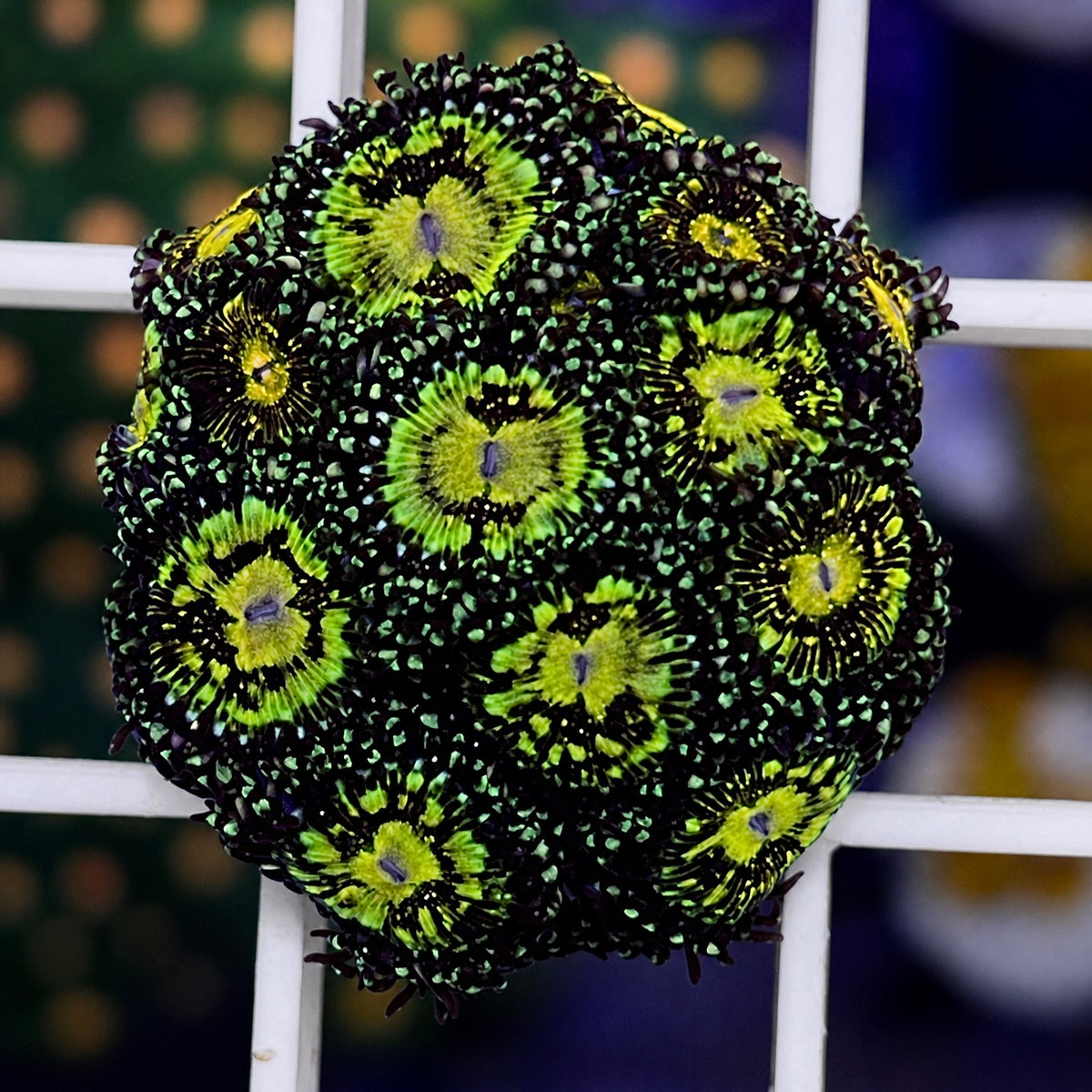 Grimm Reaper Zoas - WYSIWYG coral at Lazy's Coral House.