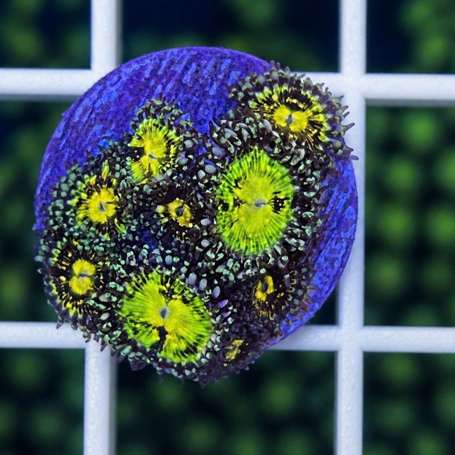 Grimm Reaper Zoas - WYSIWYG coral at Lazy's Coral House.