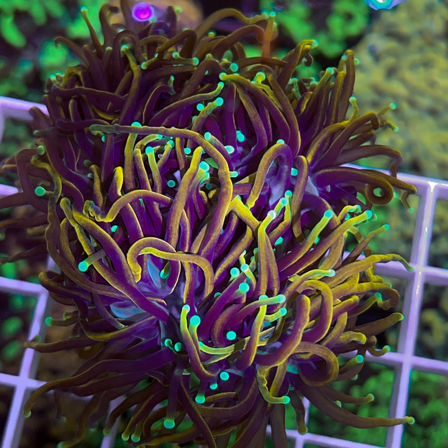 Hellfire Torch coral at Lazy's Coral House