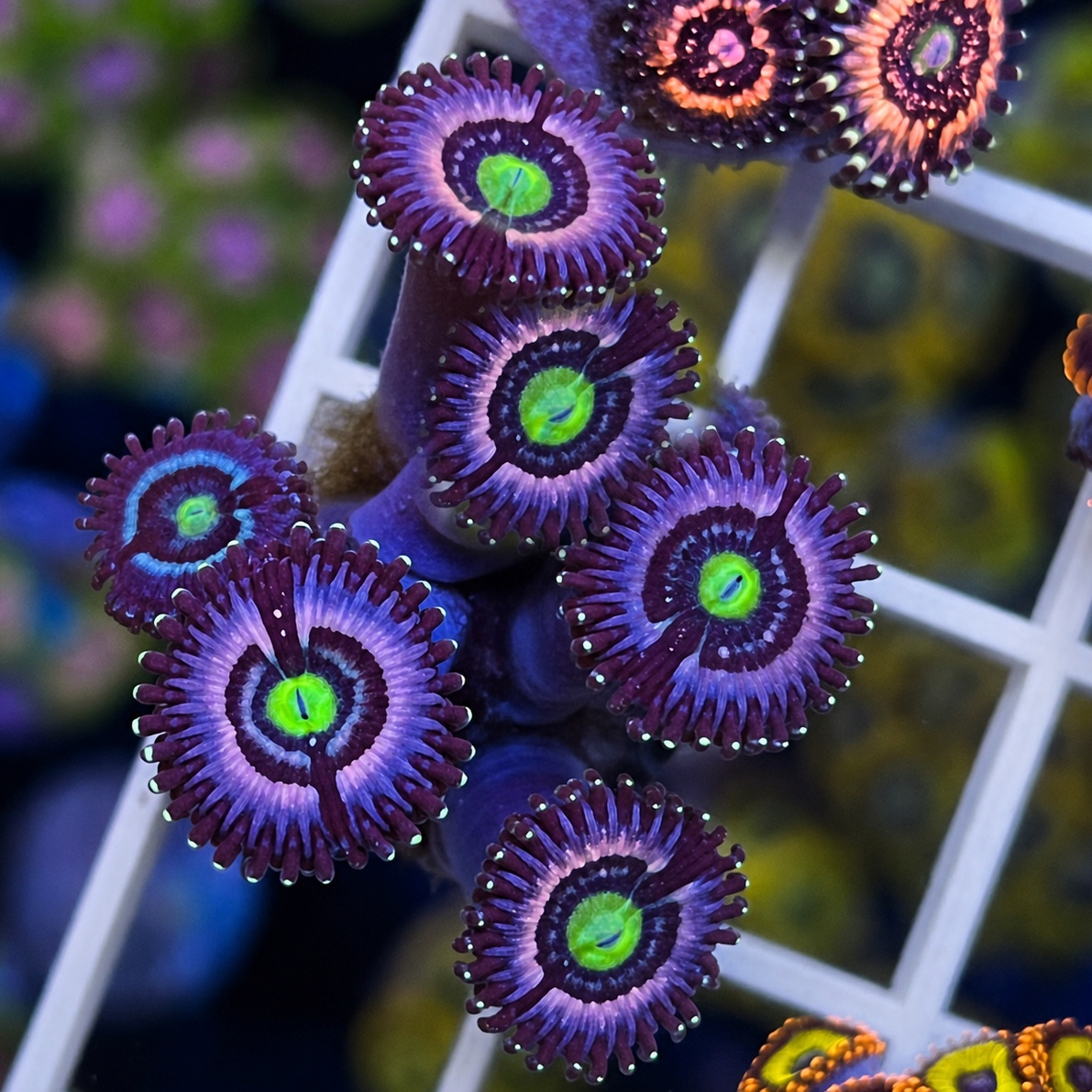 Ice Armageddon Zoas - WYSIWYG coral at Lazy's Coral House.
