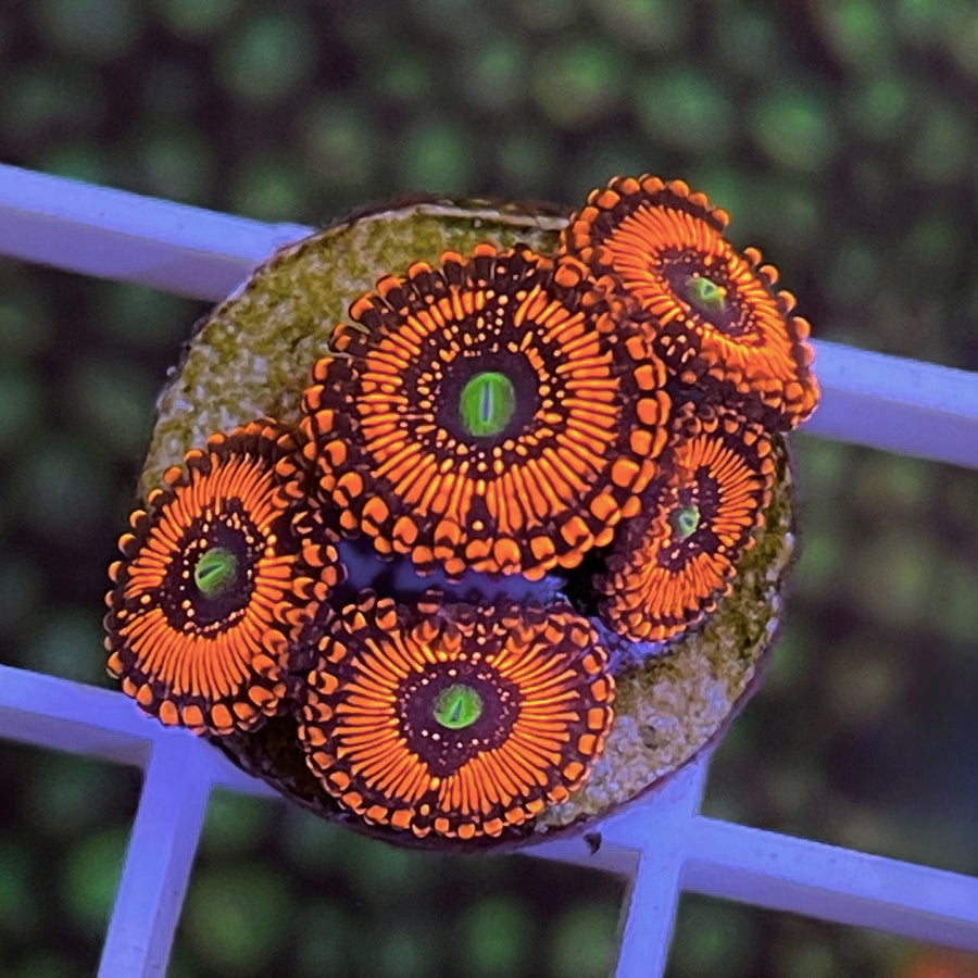 illuminati Zoas coral at Lazy's Coral House