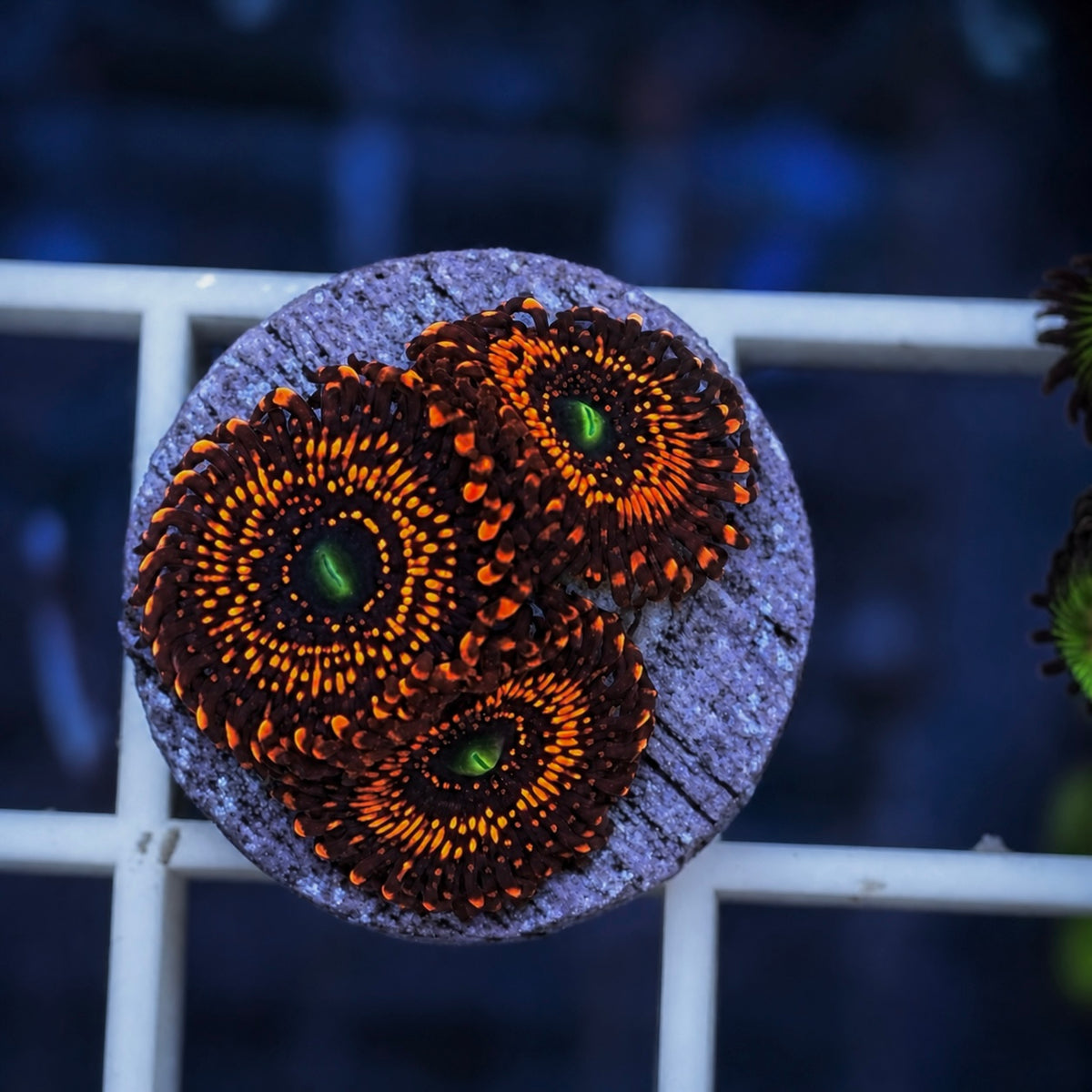 illuminati Zoas coral at Lazy's Coral House.
