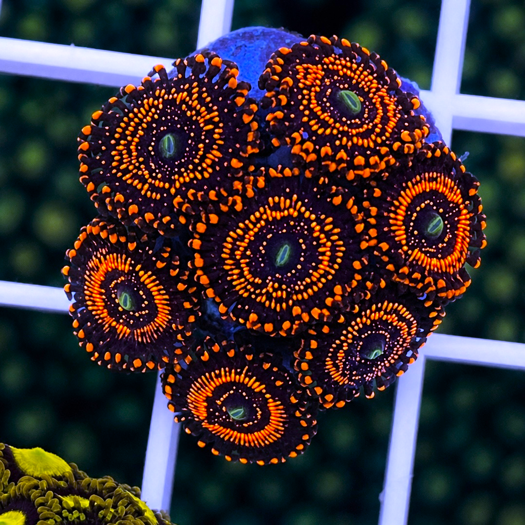 illuminati Zoas - WYSIWYG coral at Lazy's Coral House.