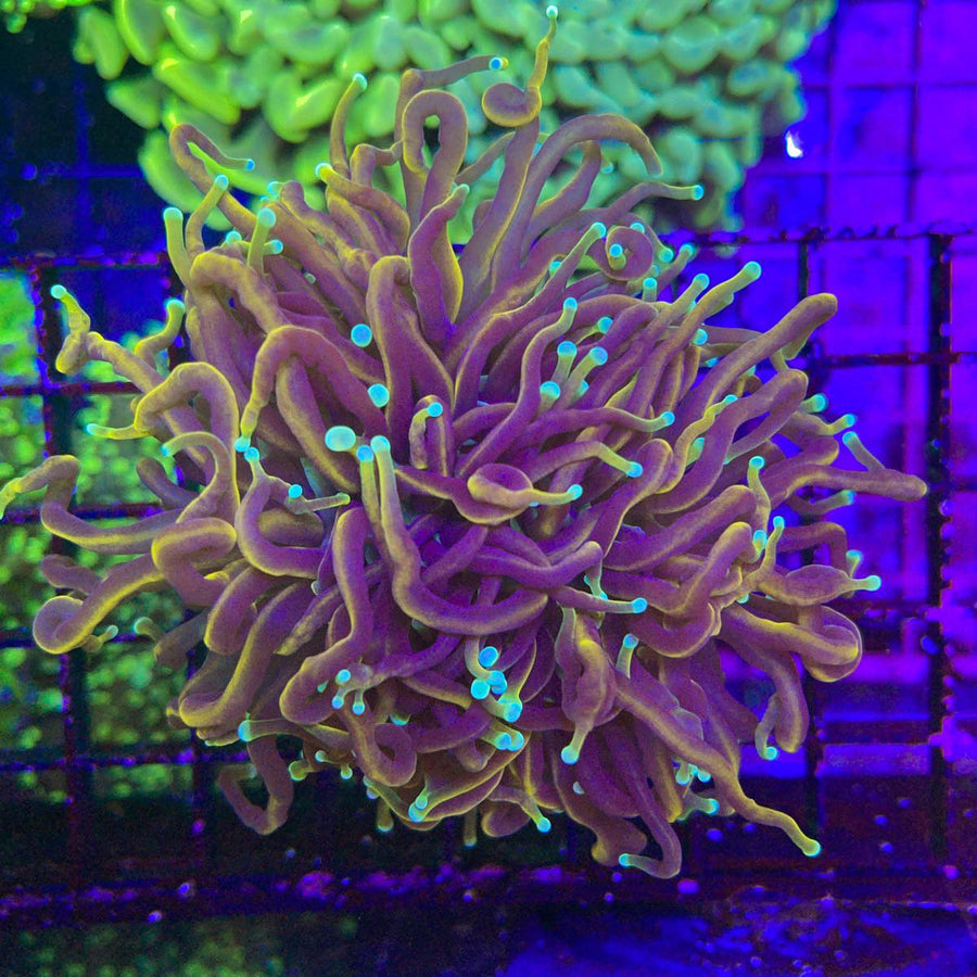 Indo Gold Torch coral at Lazy's Coral House