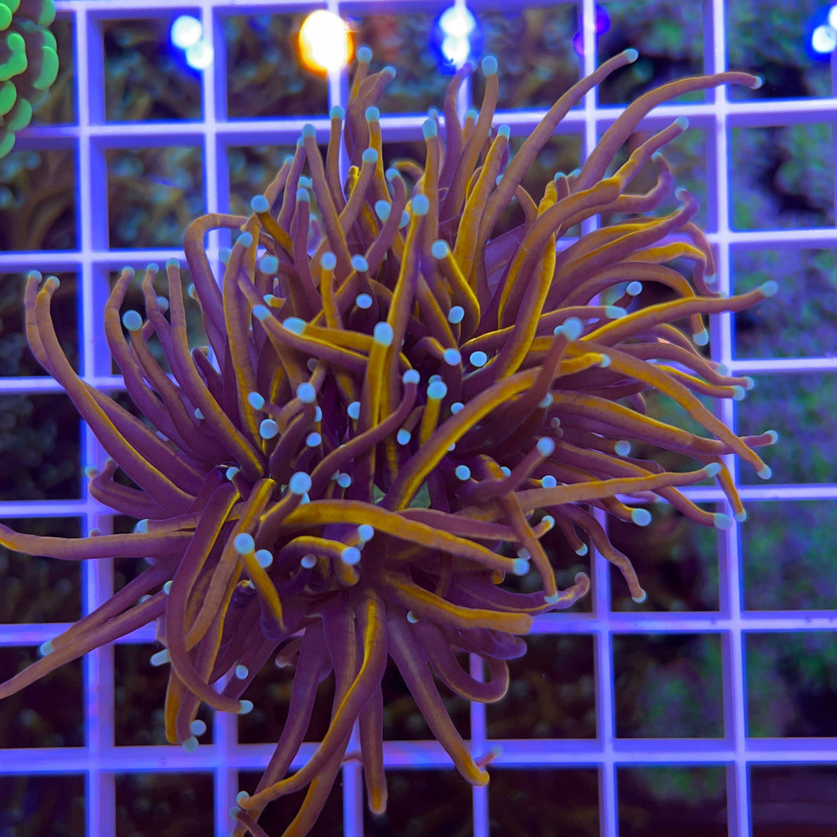 Indo Gold Torch coral at Lazy's Coral House