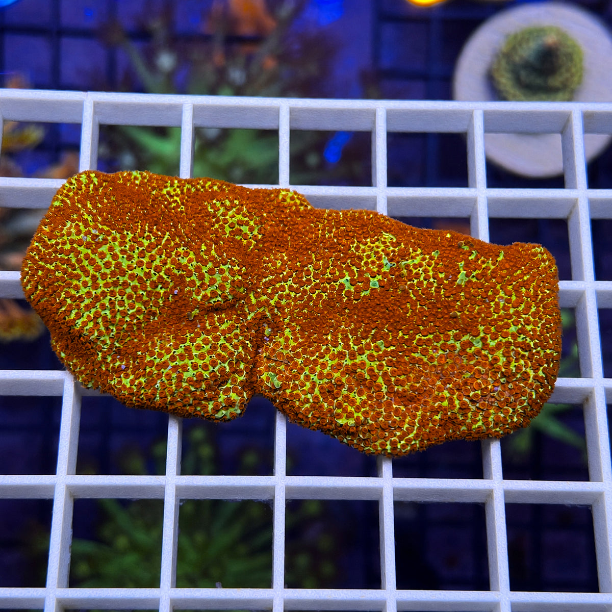 JF Burnin Banana Monti - WYSIWYG coral at Lazy's Coral House.