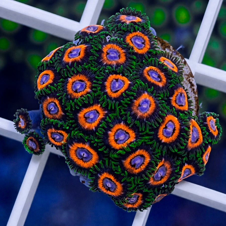 JF Fairy Tales Zoas coral at Lazy's Coral House