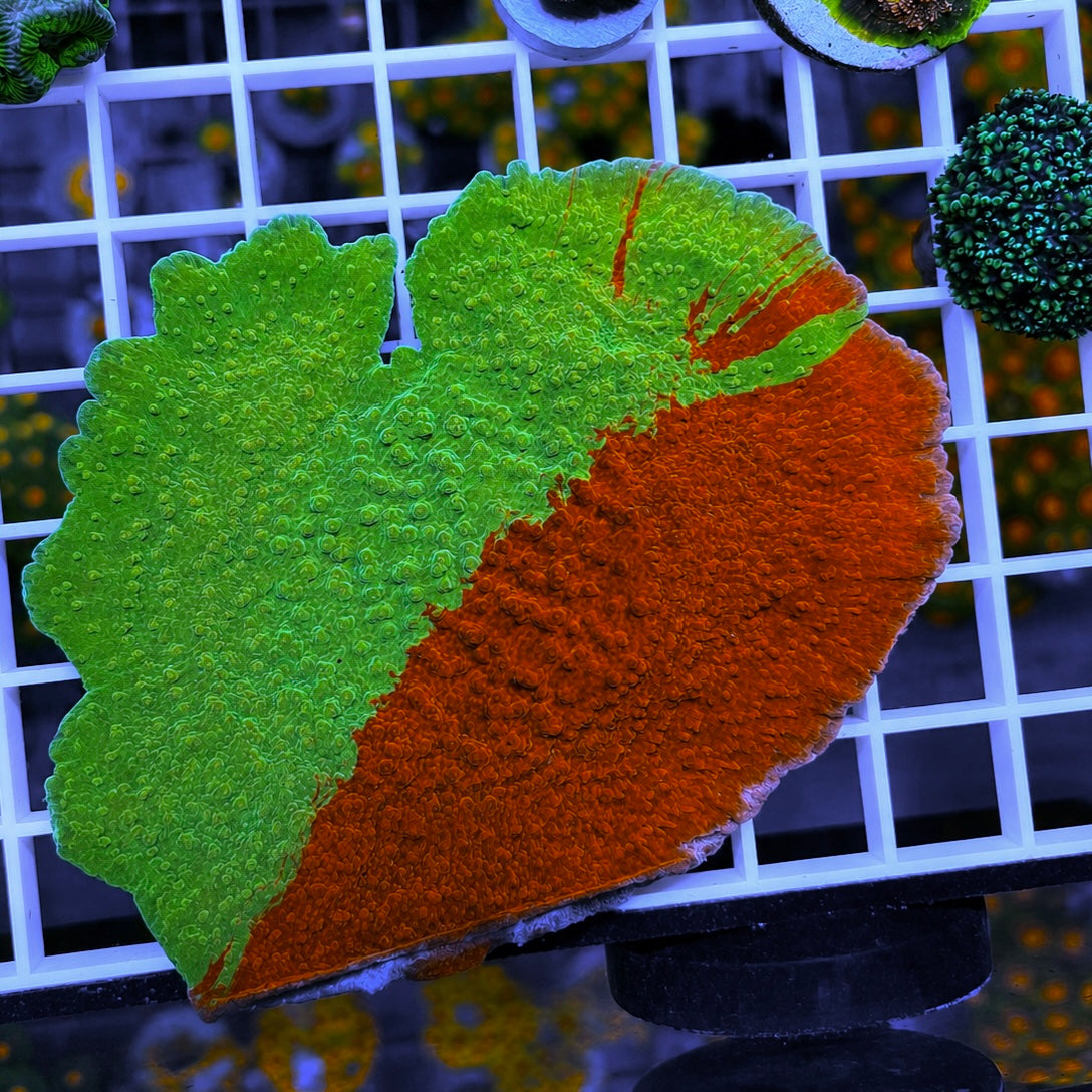JF Grafted Monti - WYSIWYG coral at Lazy's Coral House