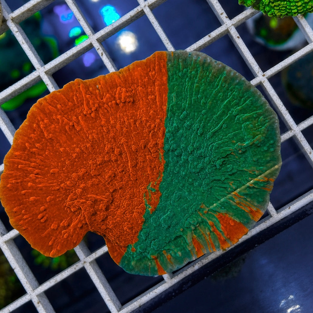 JF Grafted Monti - WYSIWYG coral at Lazy's Coral House.