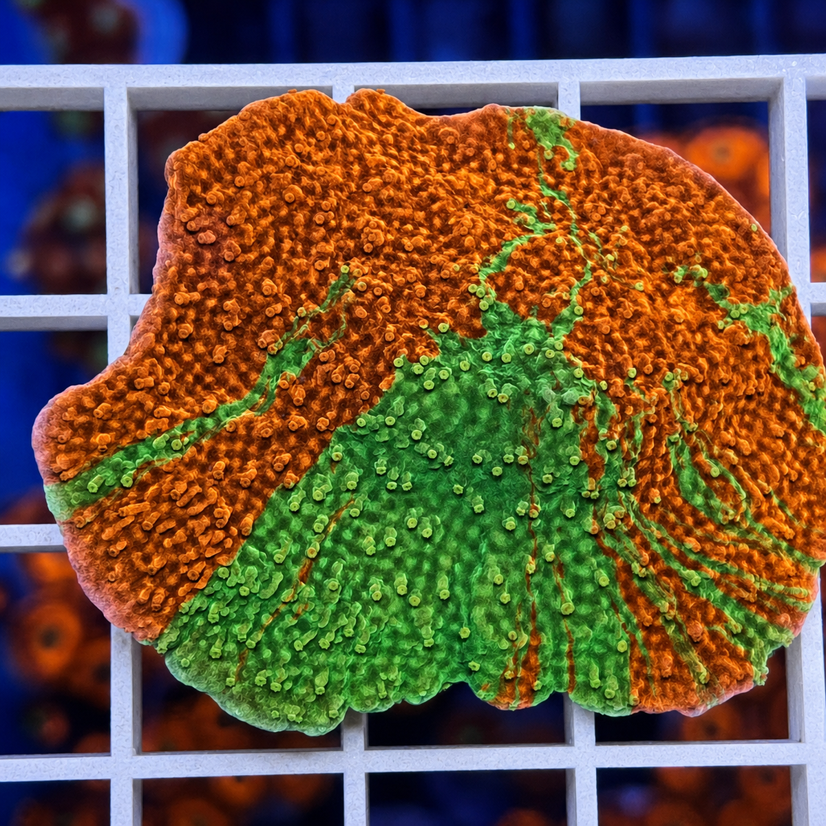 JF Grafted Monti - WYSIWYG coral at Lazy's Coral House.