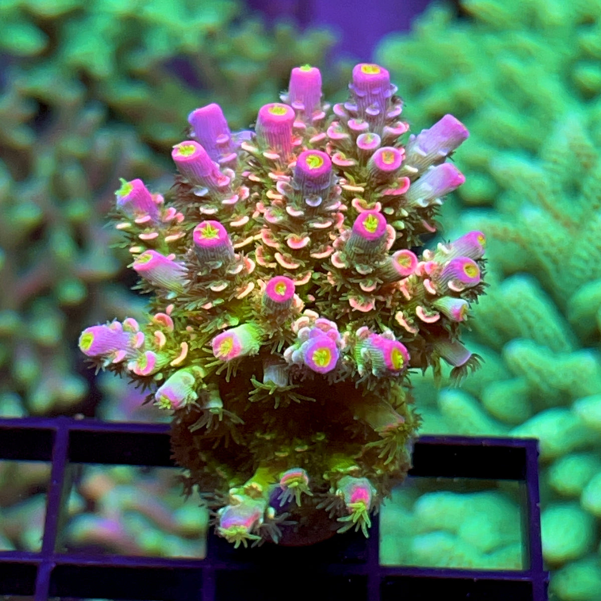 JF Homewrecker Acropora coral at Lazy's Coral House